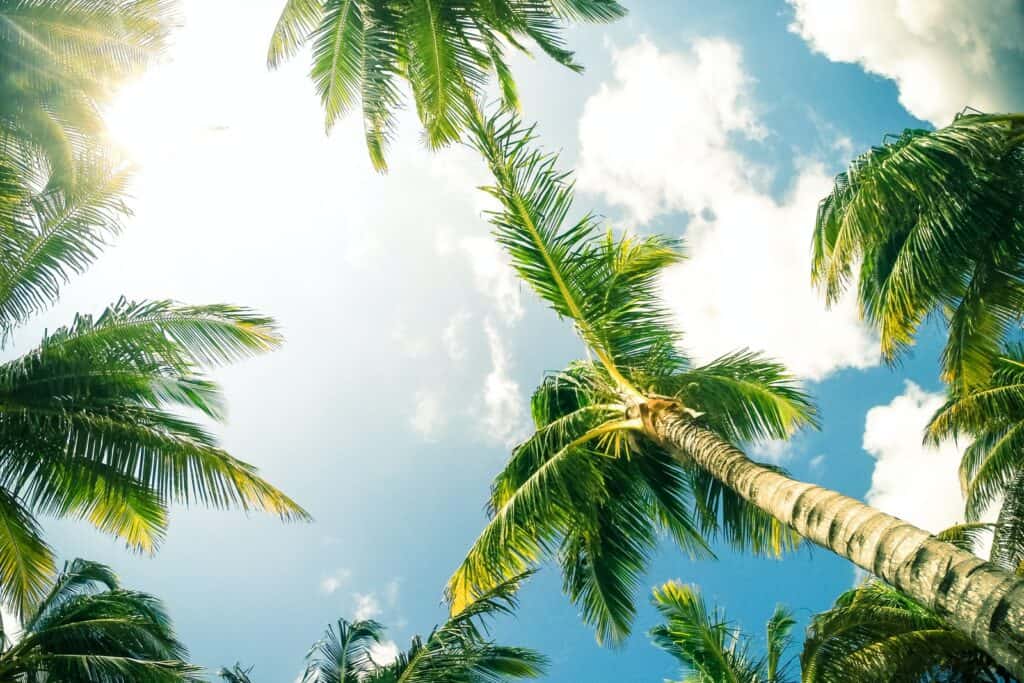 green coconut palm trees